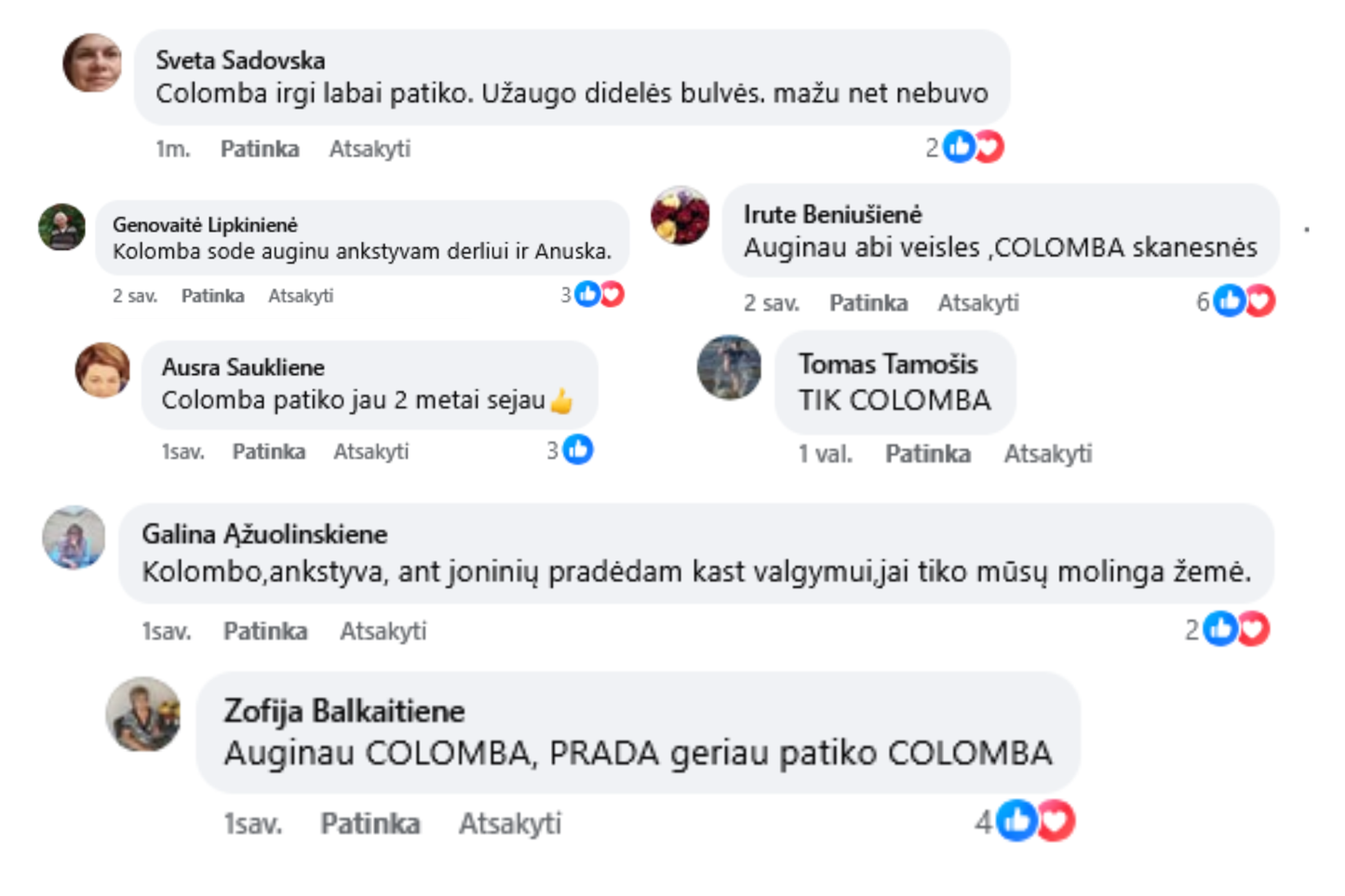 COLOMBA – vasaros gaivai