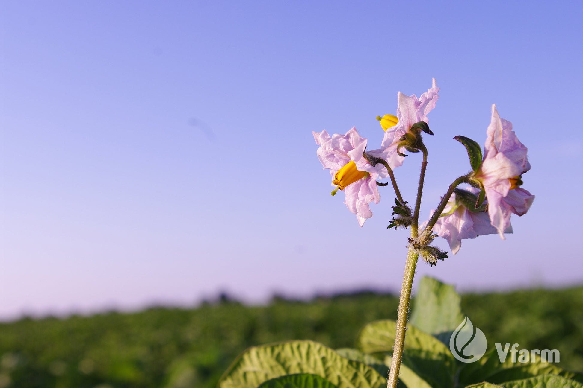 ADORA bulvių sėkla, žiedai