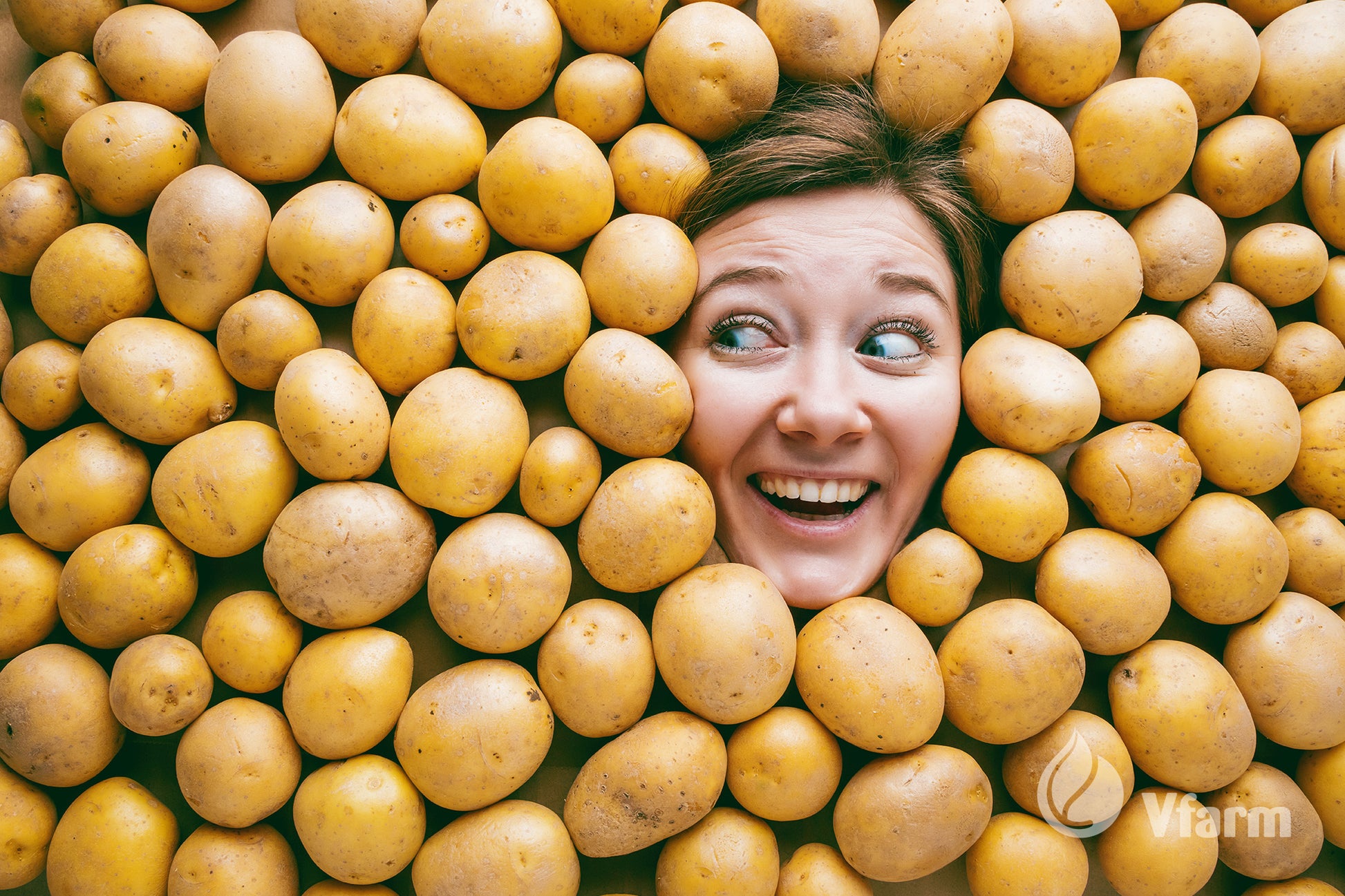 ADORA bulvių sėkla