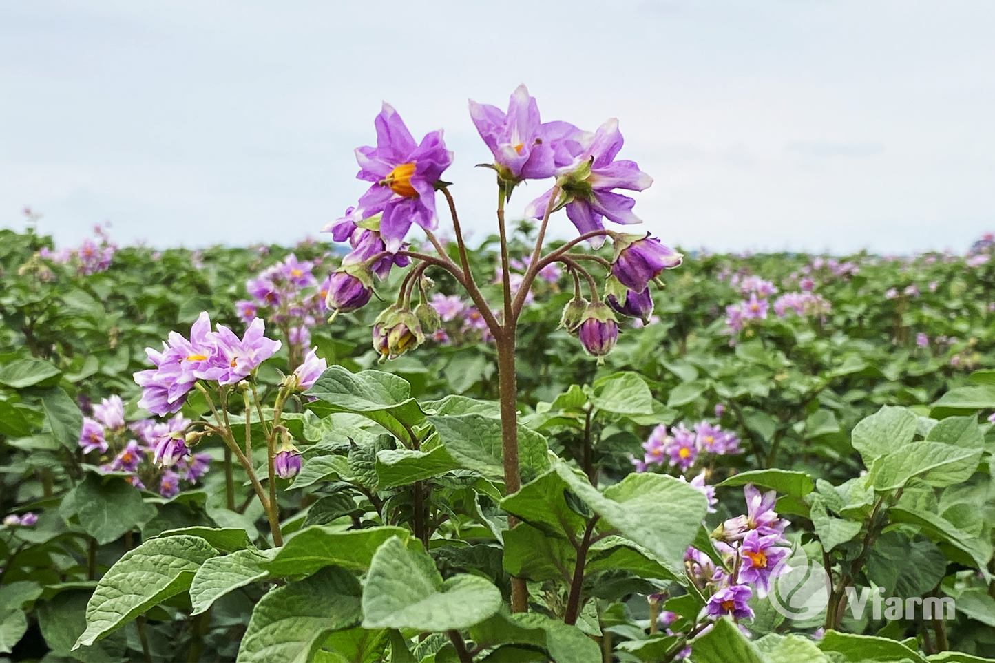 ALOUETTE bulvių sėkla, žiedai