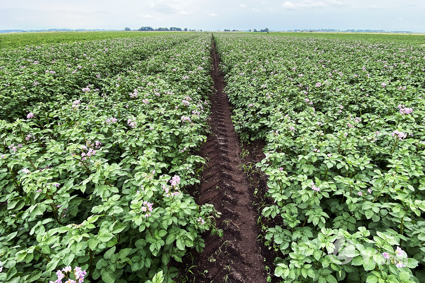 ALOUETTE bulvių sėkla, laukai