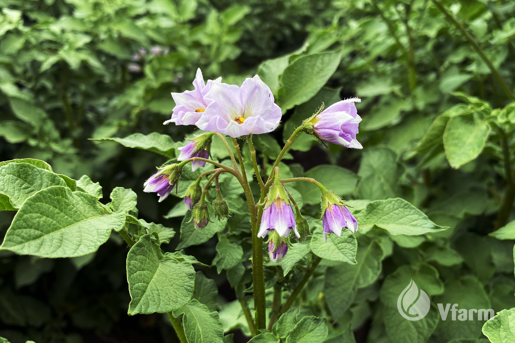 CAMELIA bulvių sėkla, žiedai