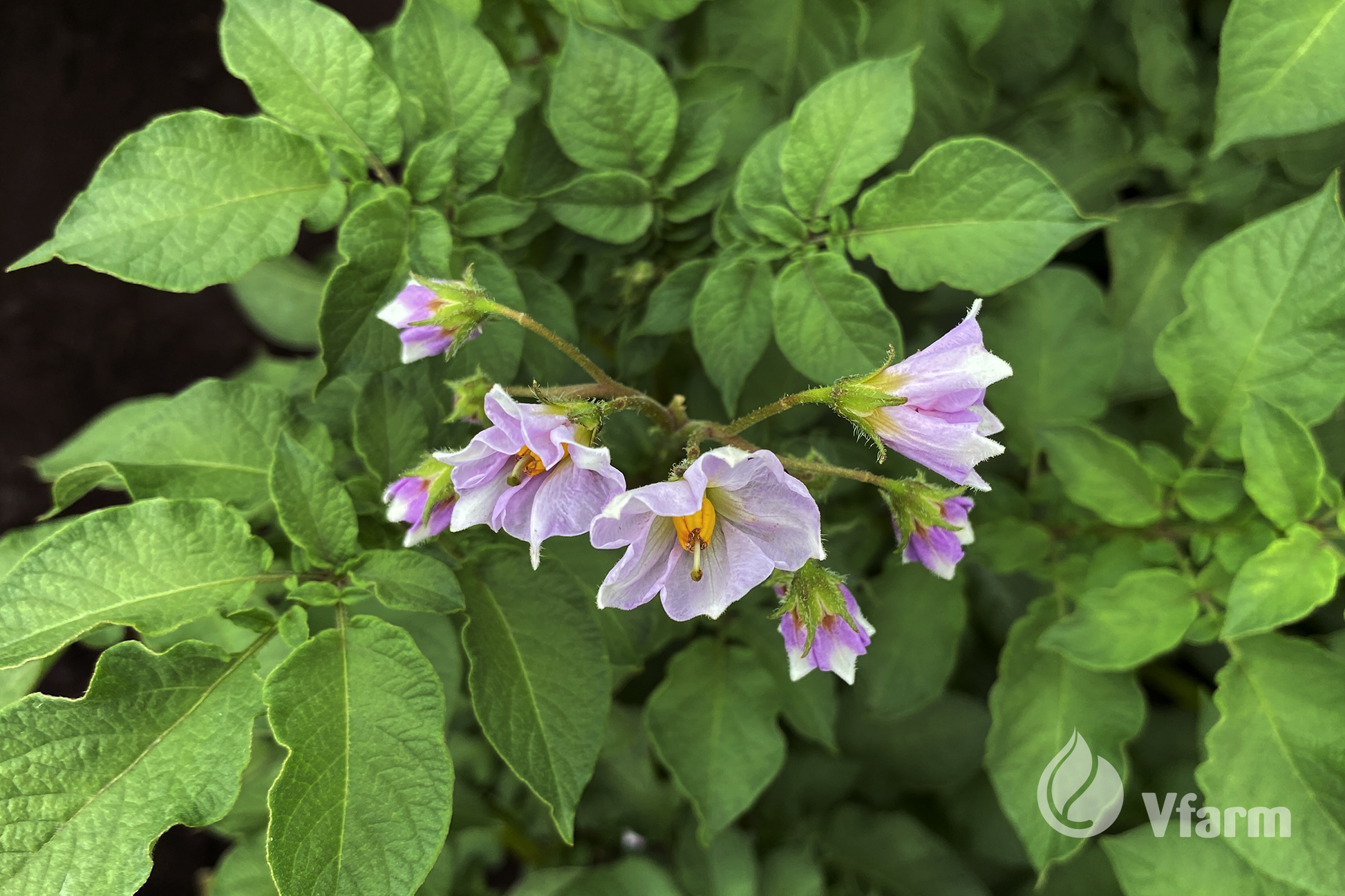 CAMELIA bulvių sėkla, žiedai