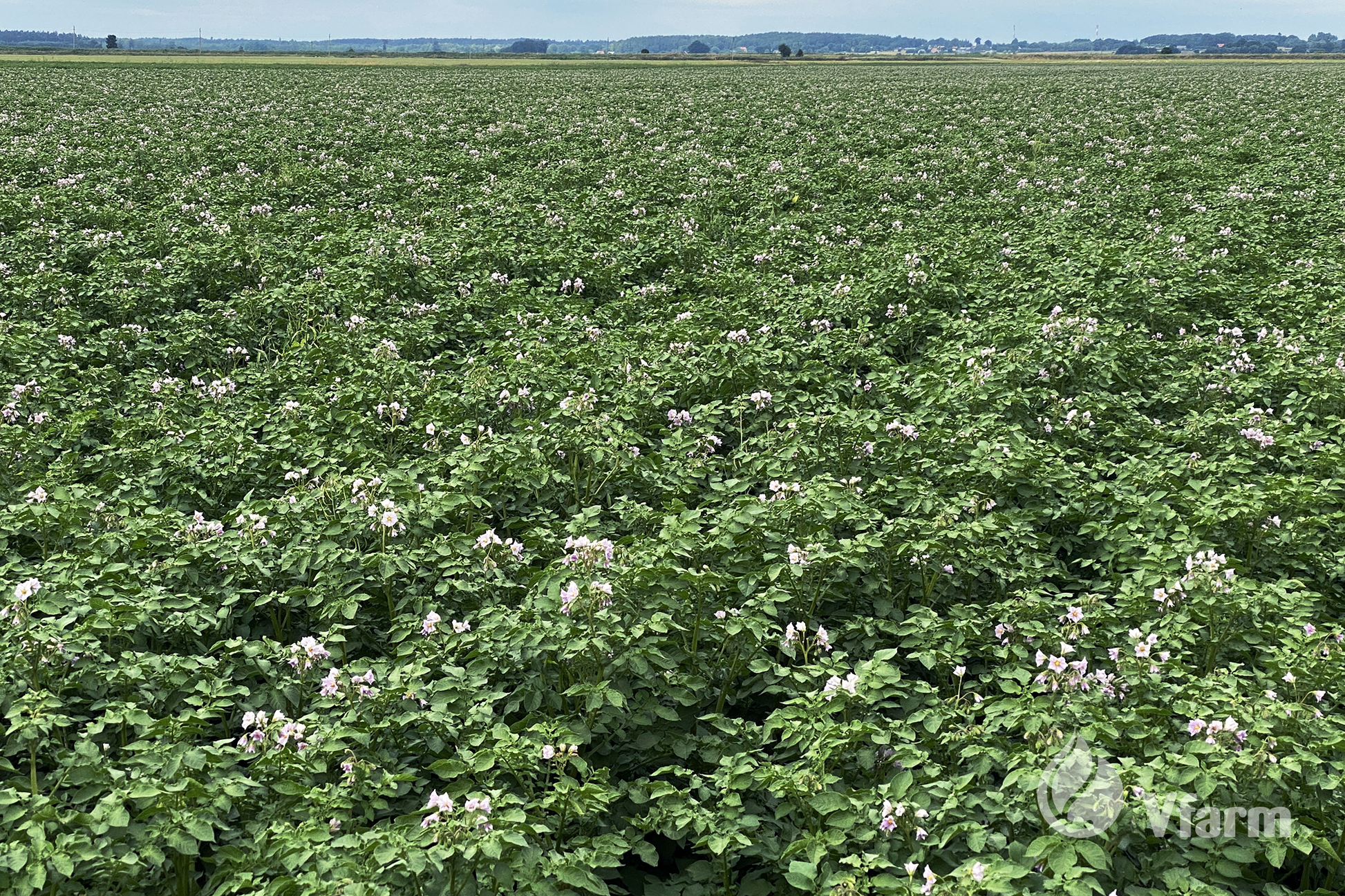 CAMELIA bulvių sėkla, laukai