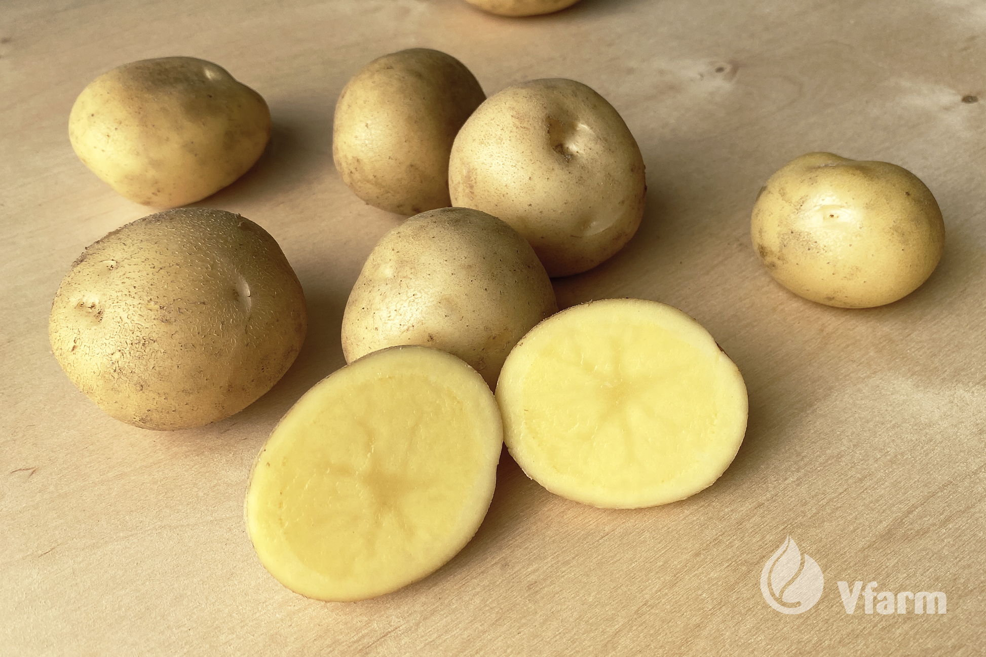 CAMELIA bulvių sėkla, nuplautos