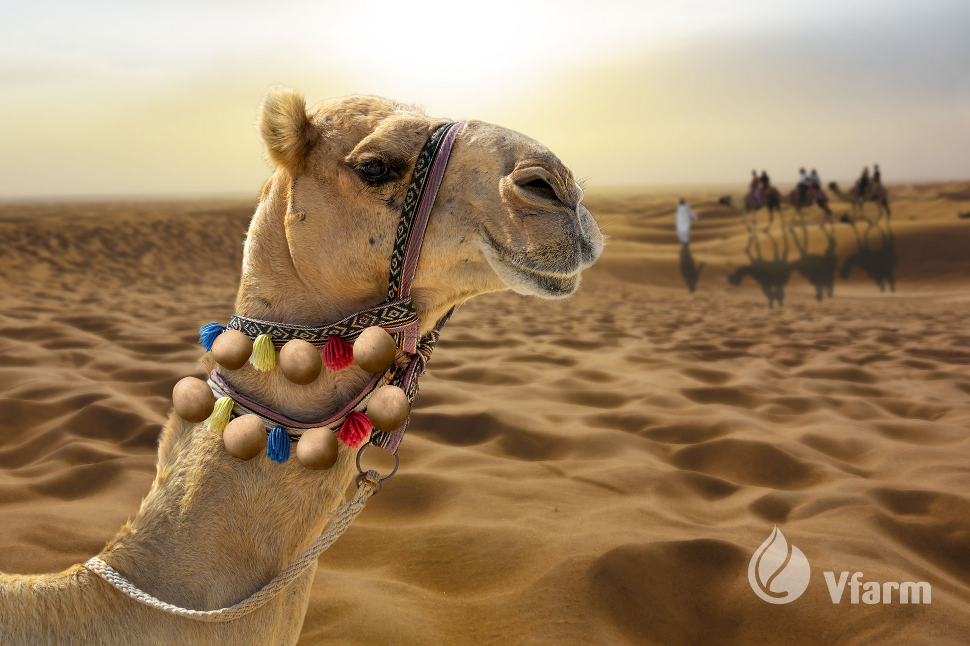 CAMELIA bulvių sėkla, reklaminė nuotrauka