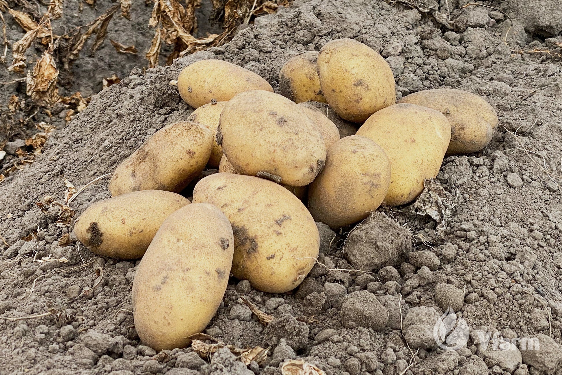 LADY AMARILLA bulvių sėkla, žemėje