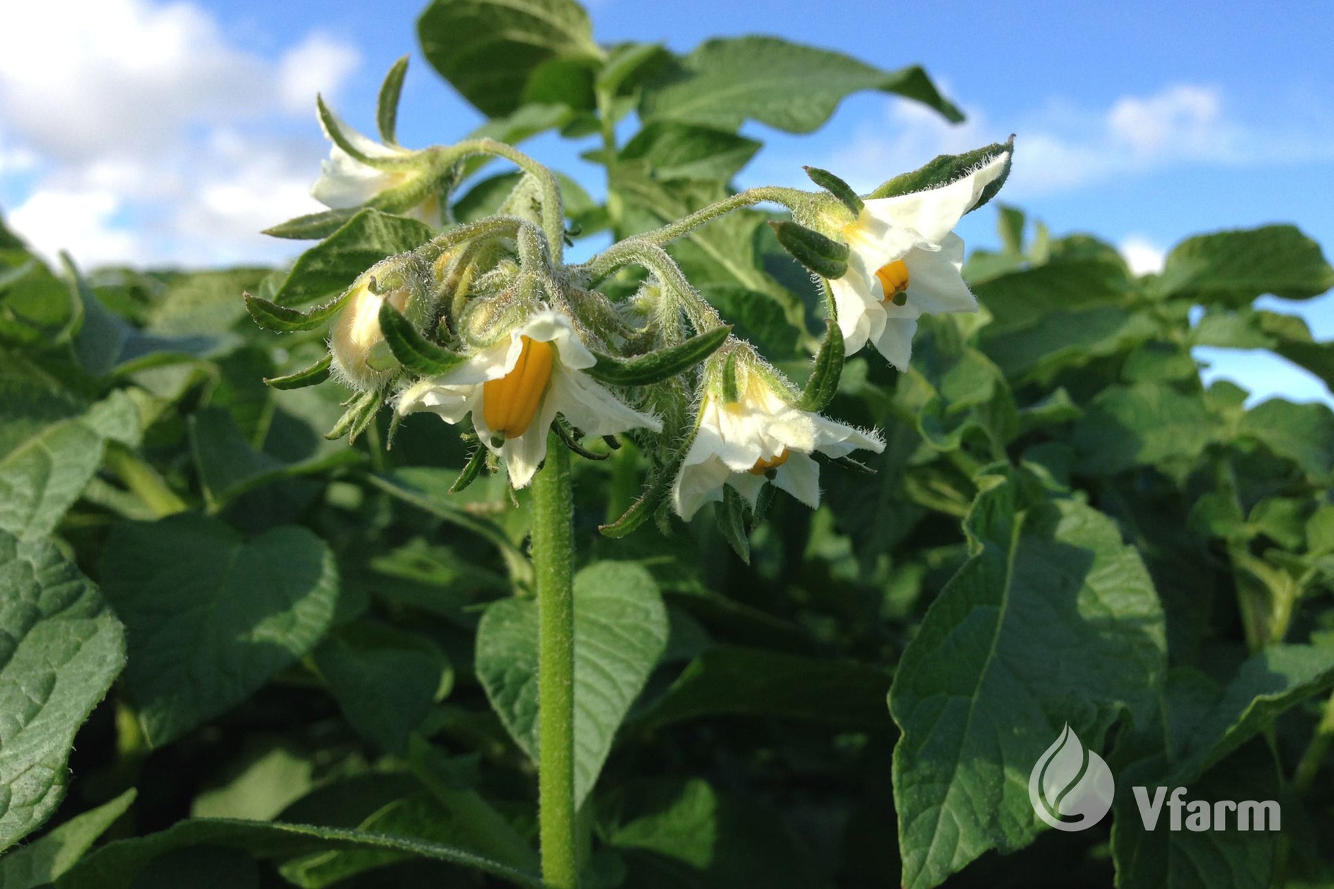 LADY AMARILLA bulvių sėkla, žiedai