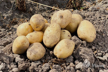Įkelti vaizdą į galerijos rodinį, PRIMABELLE bulvių sėkla, žemėje
