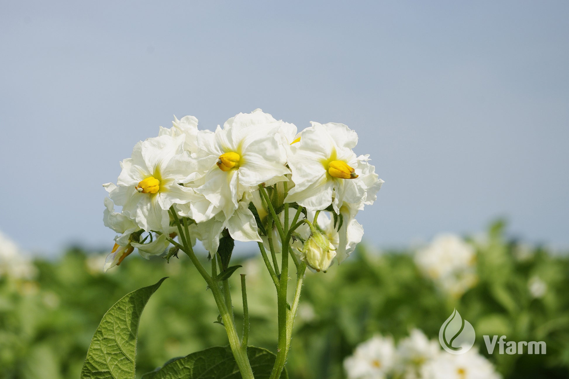QUEEN ANNE bulvių sėkla, balti žiedai