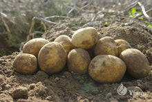 Įkelti vaizdą į galerijos rodinį, VINETA bulvių sėkla, žemėtos žemėje

