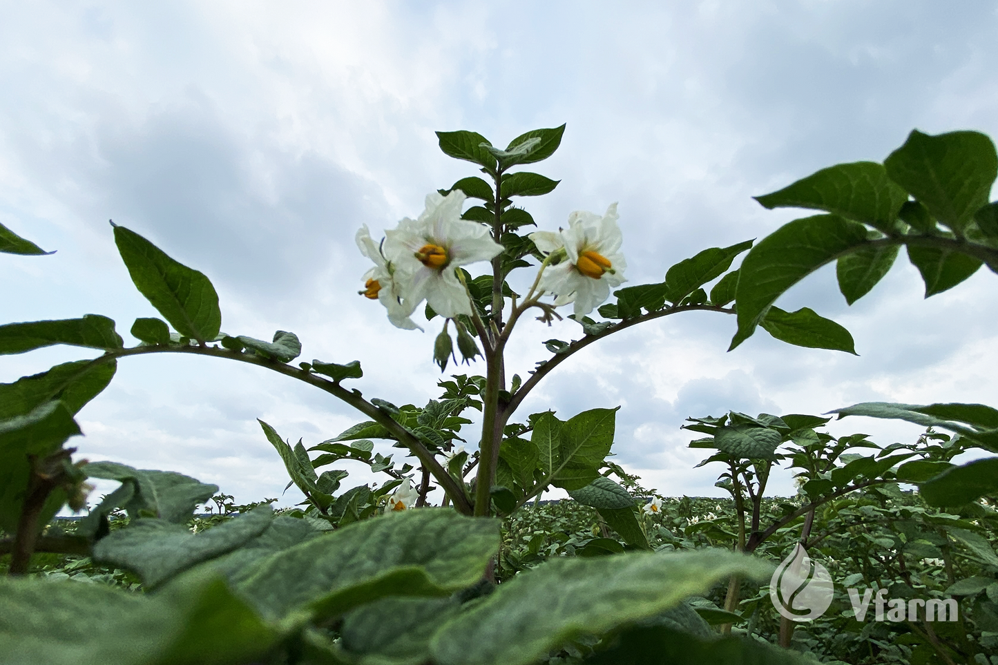 VIOLET QUEEN bulvių sėkla, žiedai