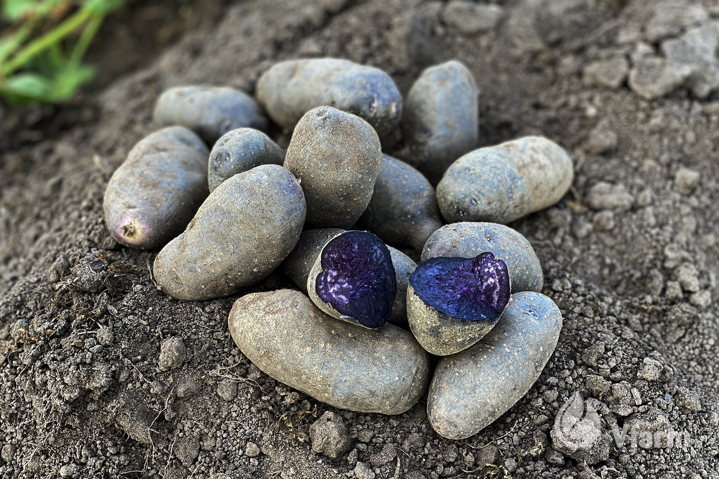 VIOLET QUEEN bulvių sėkla, žemėtos žemėje
