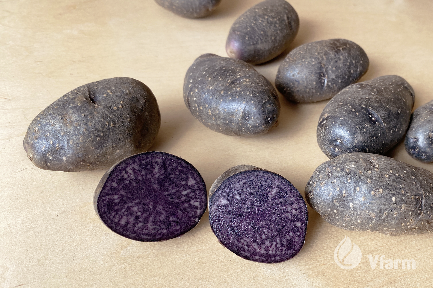 VIOLET QUEEN bulvių sėkla, nuplautos ant fanieros