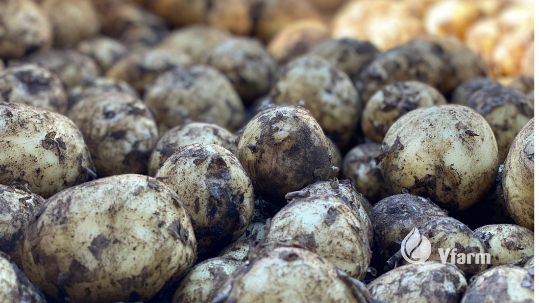 Kaip sulaukti ankstyvo bulvių derliaus?