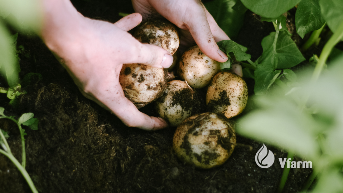 Kaip auginti bulves ekologiškai: patarimai nuo dirvos iki derliaus 🌿🥔