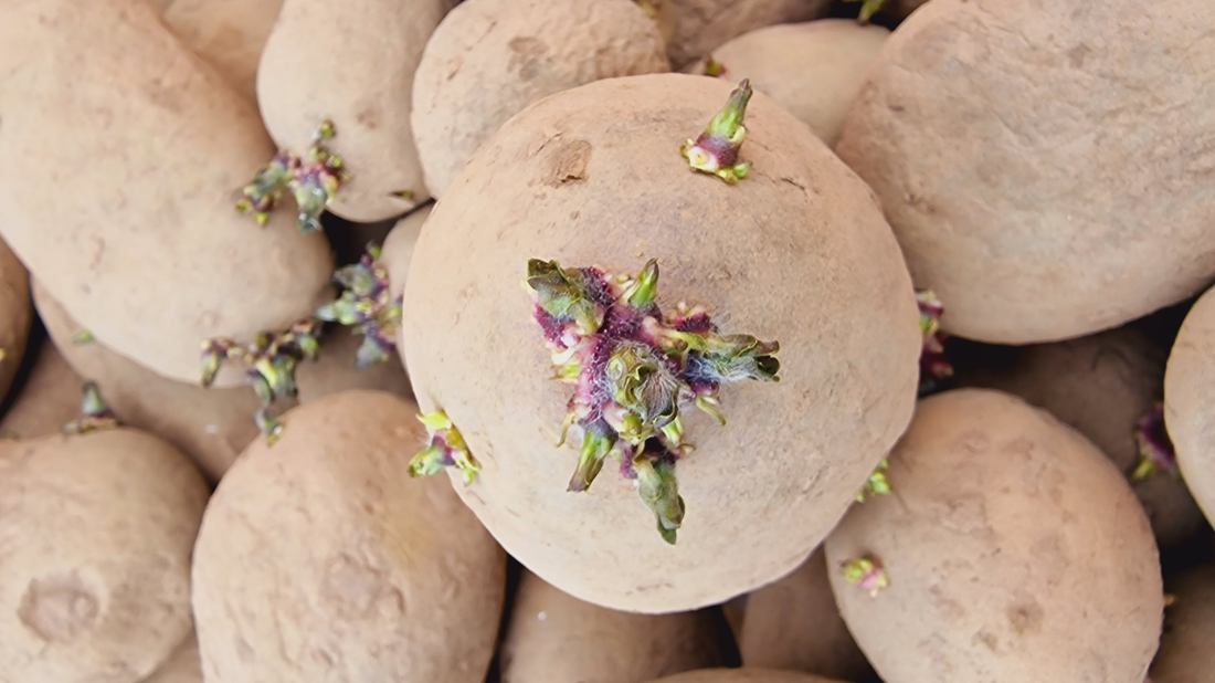 Mažas darbas pavasarį, didelis rezultatas vasarą: bulvių daiginimas