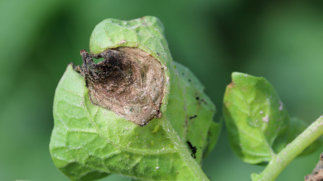 Bulvių maras (fitoftora): kaip sumažinti riziką ir kodėl veislės pasirinkimas yra lemiamas