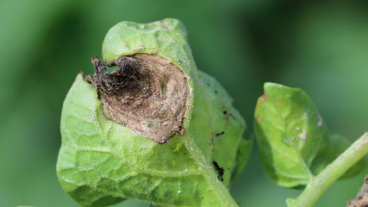 Bulvių maras (fitoftora): kaip sumažinti riziką ir kodėl veislės pasirinkimas yra lemiamas