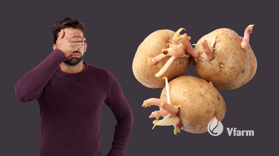 Dažniausios bulvių daiginimo klaidos ir kaip jų išvengti