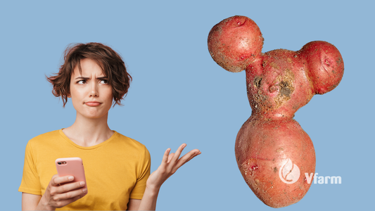 Kas nutiko šiai bulvei? Dažniausios negražių gumbų priežastys