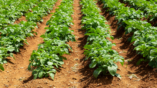 Piktžolės bulvėse: kaip neprarasti iki pusės derliaus