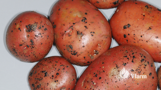 Rizoktonija: nematoma grėsmė, slypinti dirvoje