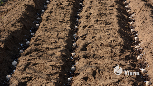 Rizoktonija: nematoma grėsmė, slypinti dirvoje