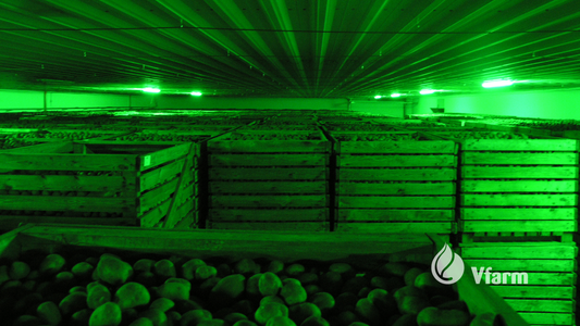 Kurias veisles rinktis, kad bulvės laikytųsi gerai: palyginimas pagal ramybės periodą, atsparumą, skonį ir sandėliavimą