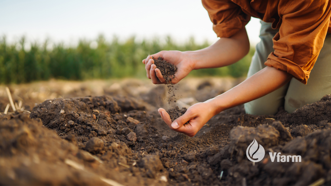 Bulvės be ligų: kodėl sėjomaina yra būtina?