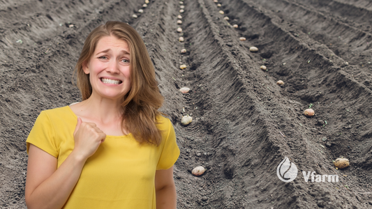 Dažniausios bulvių sodinimo klaidos, kurios kainuoja