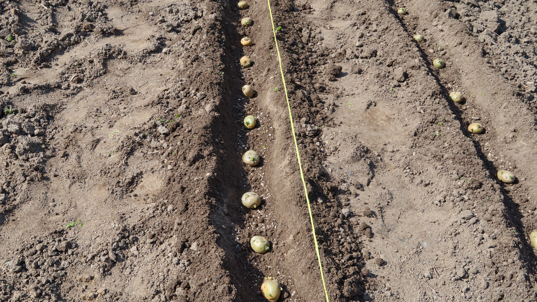 Kaip teisingai tręšti bulves, kad derlius būtų gausus