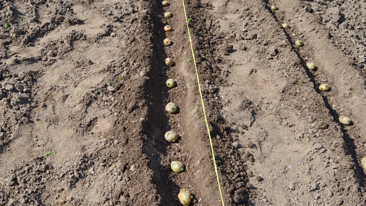 Kaip teisingai tręšti bulves, kad derlius būtų gausus  n