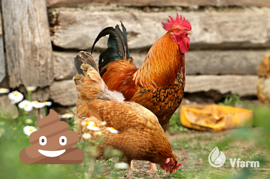 Ekologiškos trąšos bulvėms Fertiplus 4-3-7