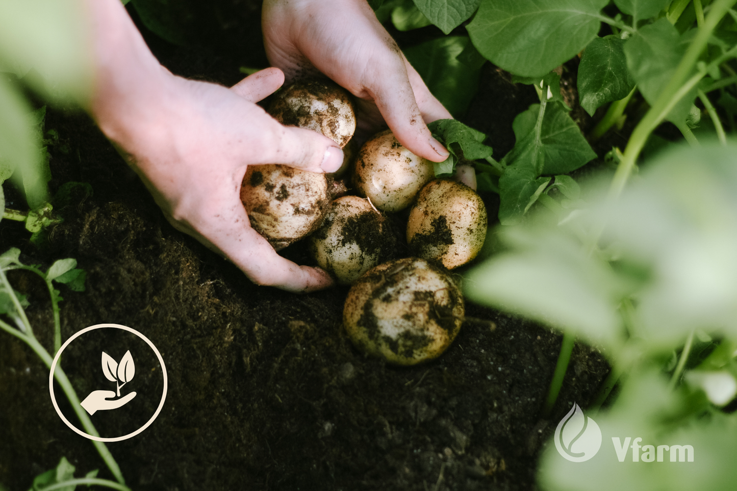 Rinkinys 6 arams EKOLOGINIAM auginimui (bulvių veislės ir trąšos)