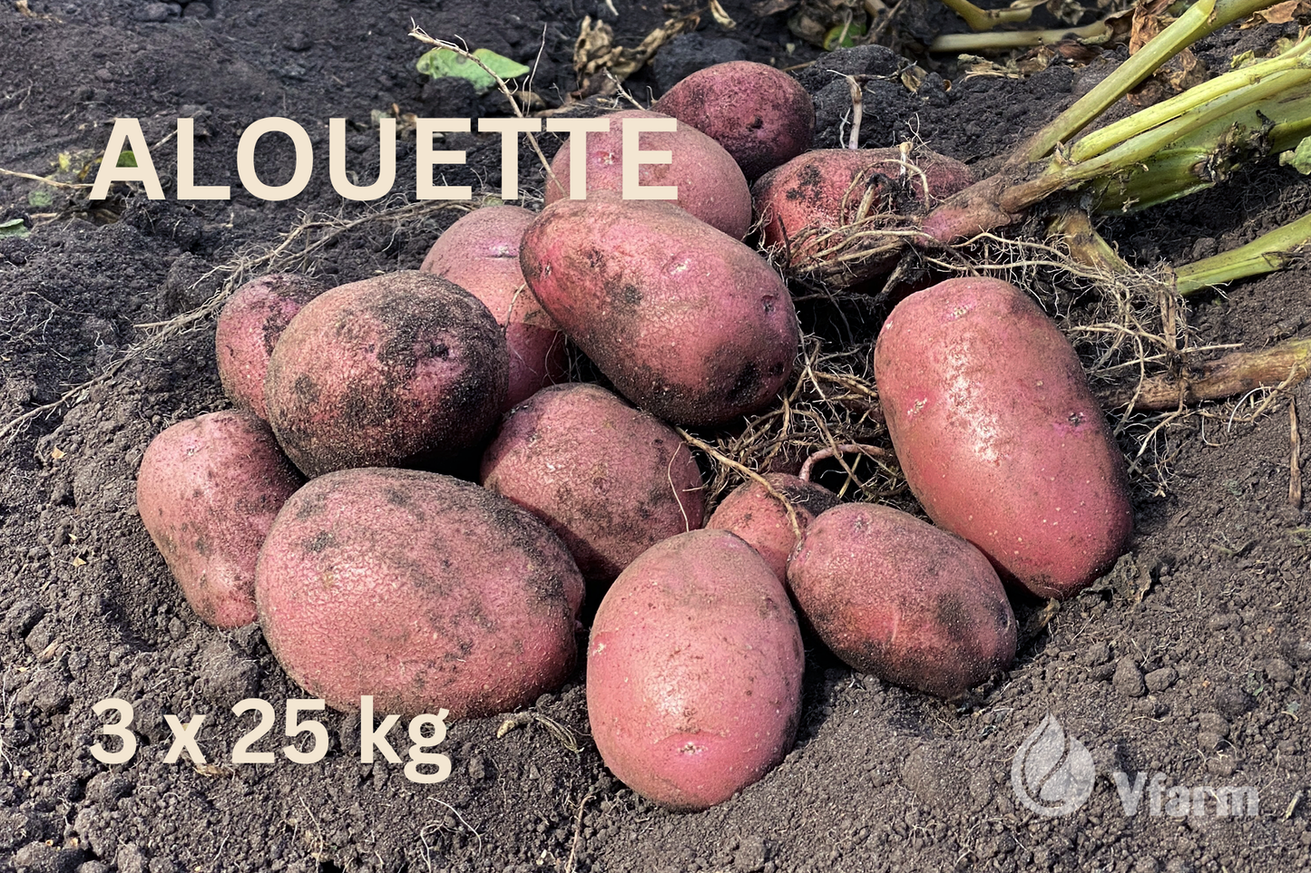 Rinkinys 6 arams EKOLOGINIAM auginimui (bulvių veislės ir trąšos)