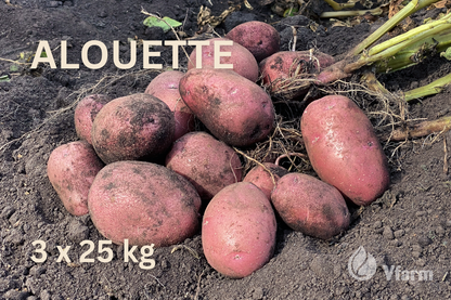 Rinkinys 6 arams EKOLOGINIAM auginimui (bulvių veislės ir trąšos)