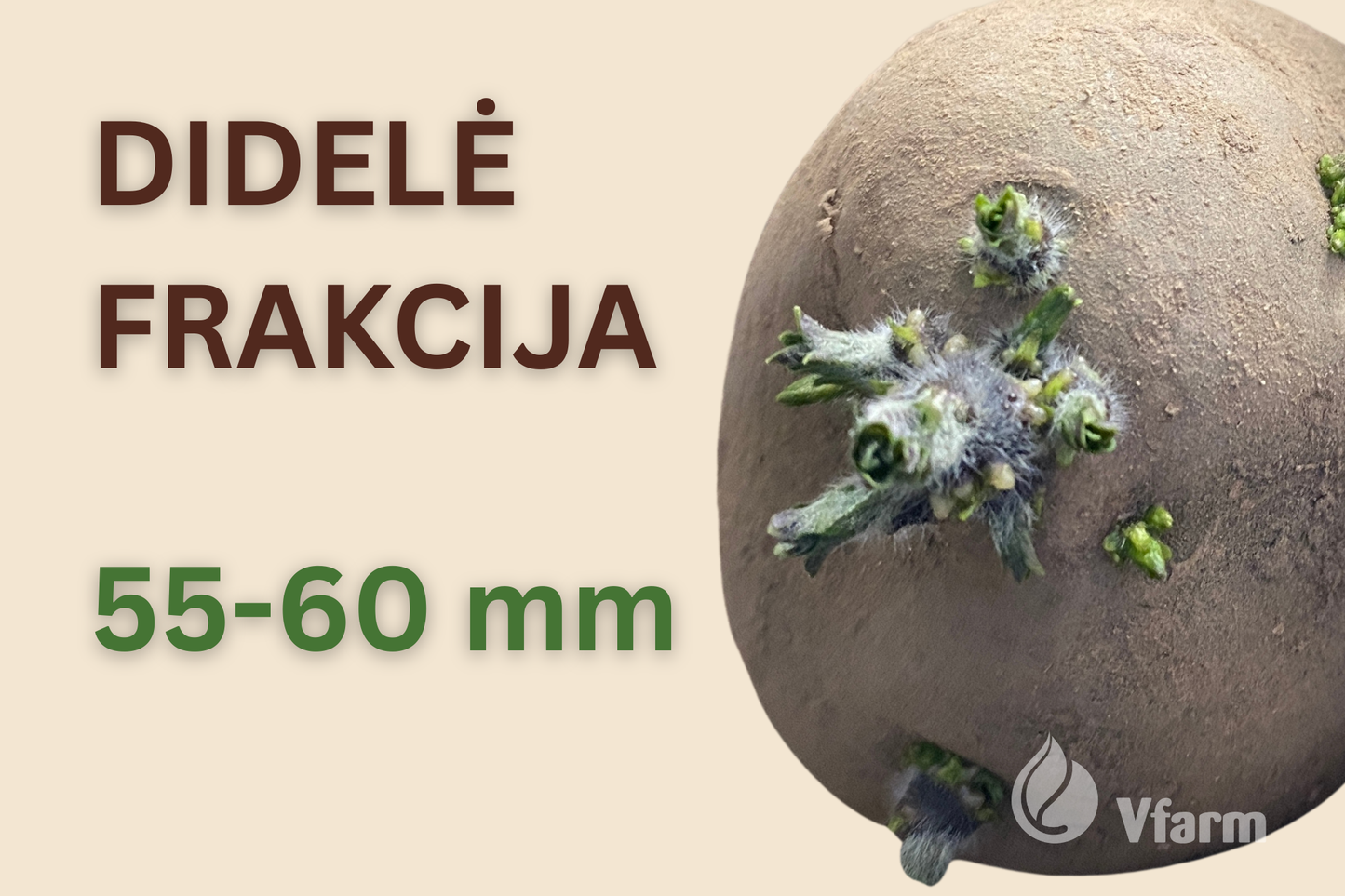 NESTANDARTINIS dydis - didelė frakcija (55-60 mm) VINETA