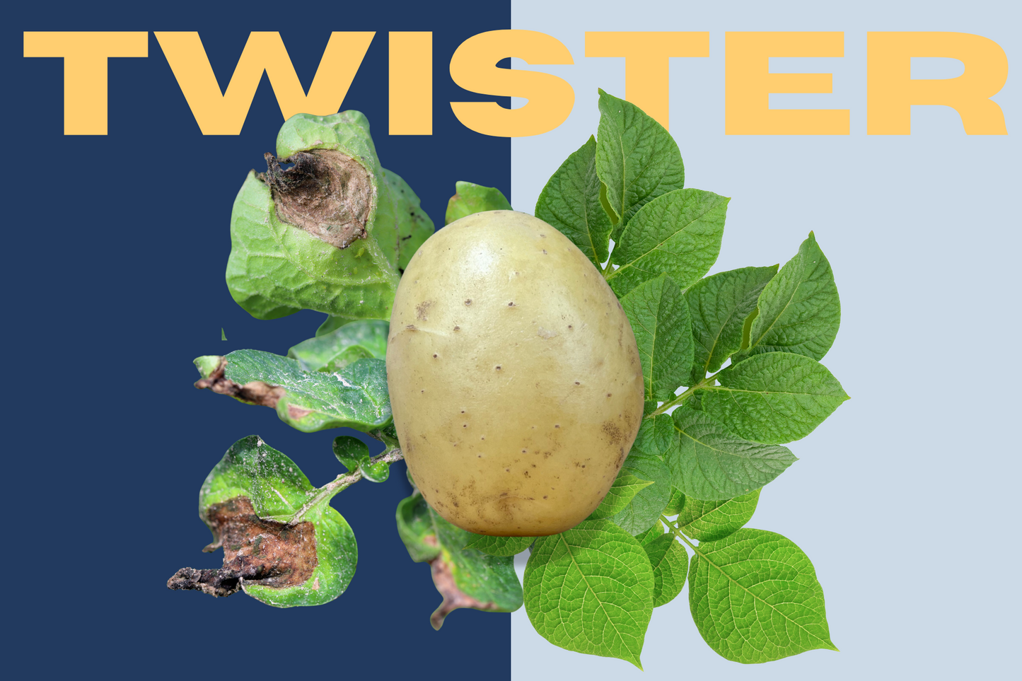TWISTER - naujos kartos veislė atspari marui
