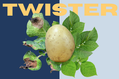 TWISTER - naujos kartos veislė atspari marui