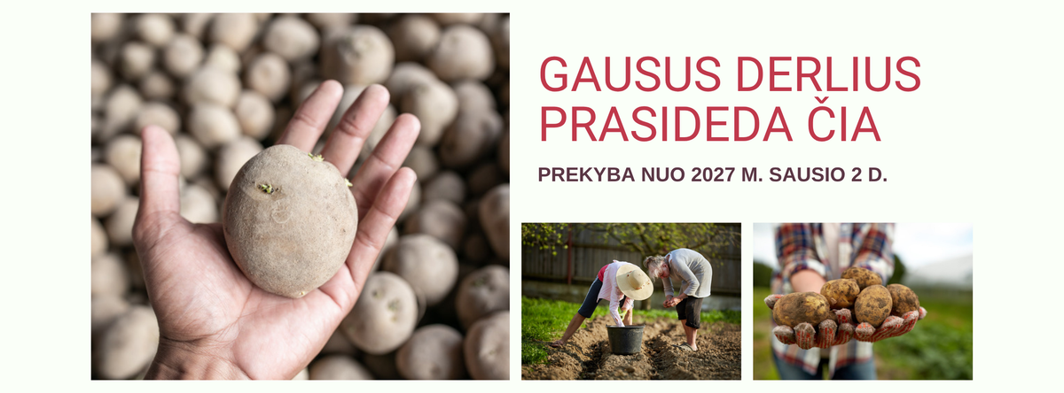 Gausus derlius prasideda čia – sėklinių bulvių prekyba nuo 2027 m. sausio 2 d.