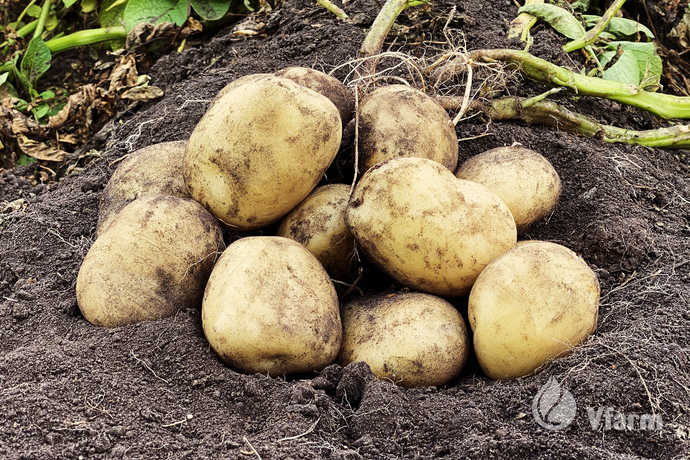 ACOUSTIC bulvių sėkla, žemėje