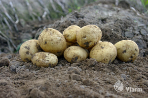 ADORA bulvių sėkla, žemėje