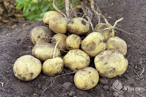 CAMELIA bulvių sėkla, žemėje