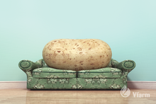 Įkelti vaizdą į galerijos rodinį, CAMPINA bulvių sėkla, ant sofos, reklaminė nuotrauka
