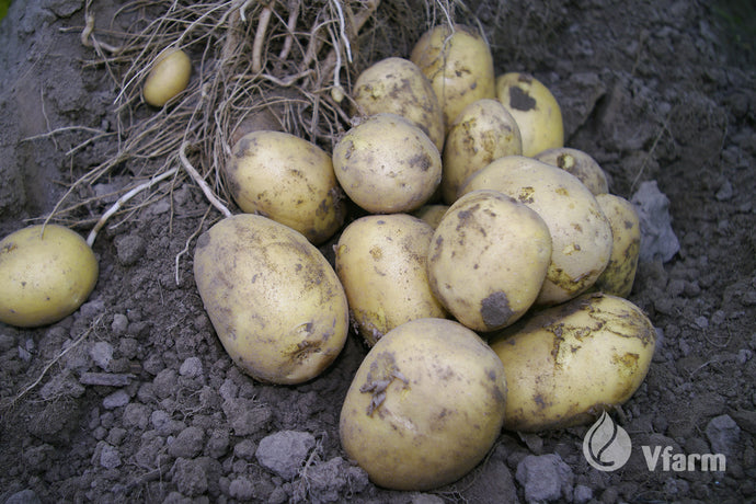 JELLY bulvių sėkla, žemėje