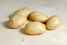 Įkelti vaizdą į galerijos rodinį, LADY AMARILLA bulvių sėkla, nuplautos ant fanieros
