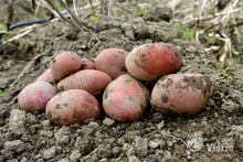 Įkelti vaizdą į galerijos rodinį, LAURA bulvių sėkla, žemėje
