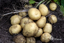 Įkelti vaizdą į galerijos rodinį, MADEIRA bulvių sėkla, žemėje
