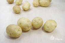 Įkelti vaizdą į galerijos rodinį, MADEIRA bulvių sėkla, nuplautos ant fanieros

